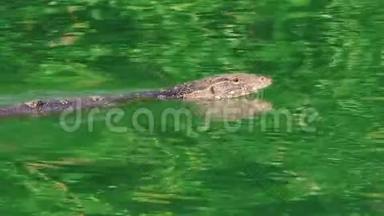 来自红树林的亚洲水监测器在翡翠河中游泳。 照相机在变焦时看着他